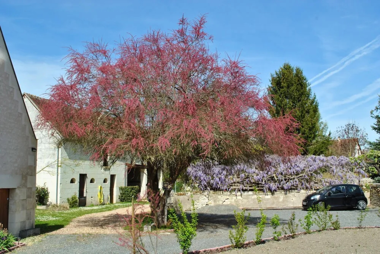 Le Tulipier de Virginie