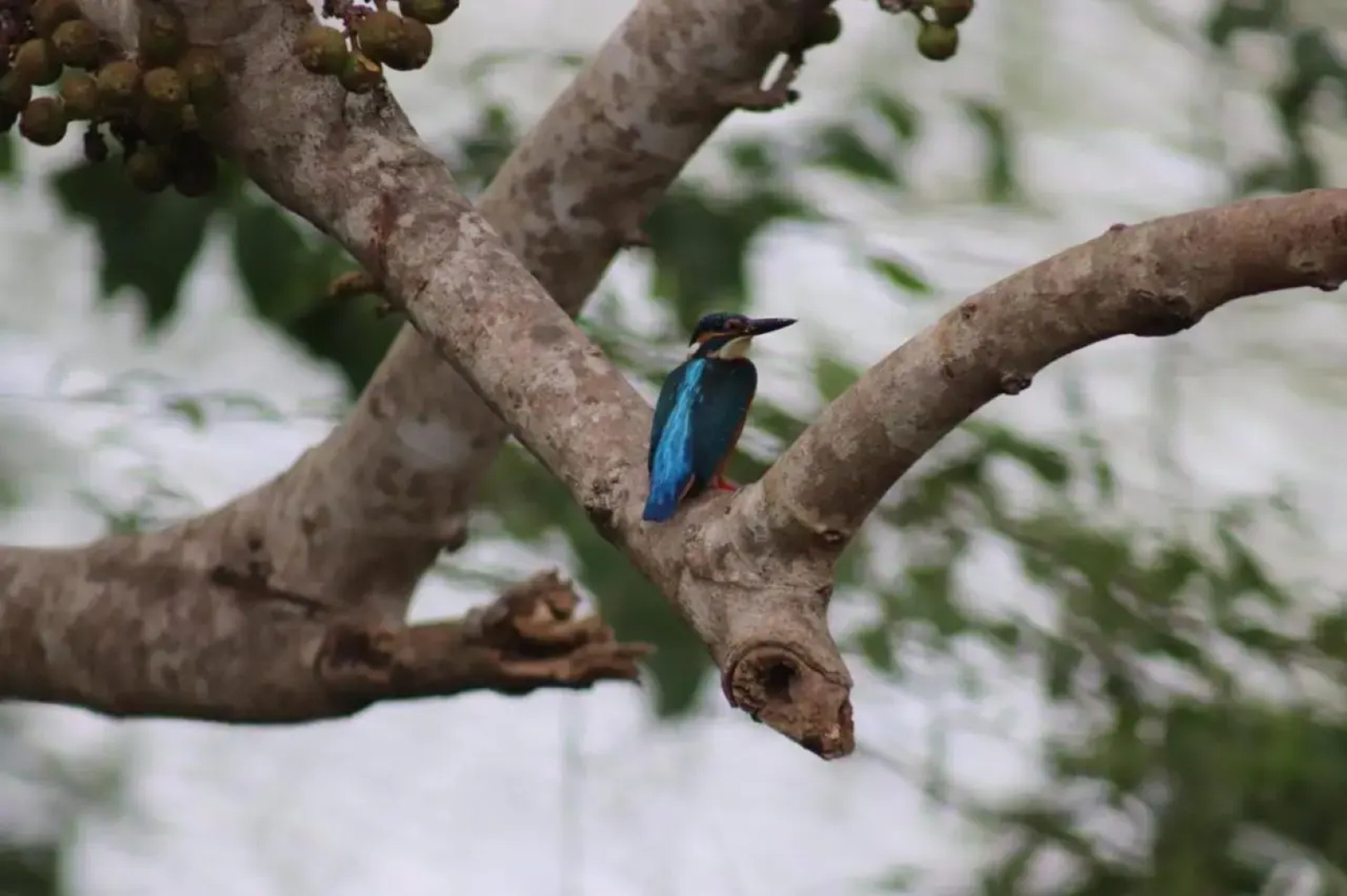 Sigiriya Paradise Inn