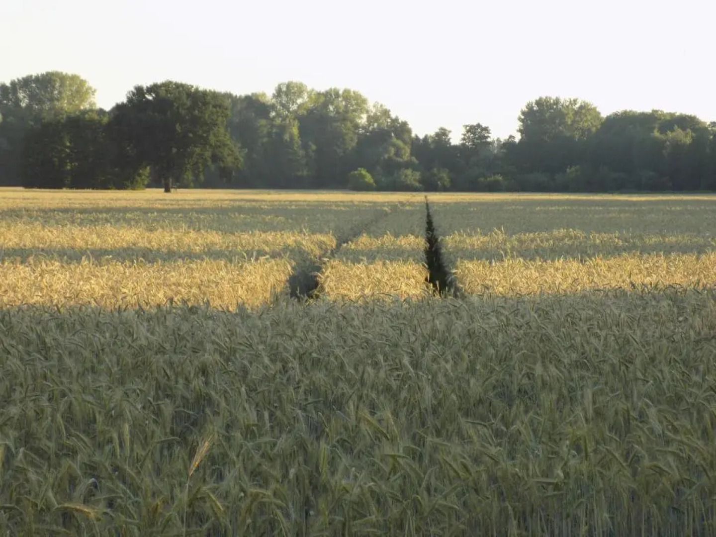 Ferienwohnungen Burger Nachtigall
