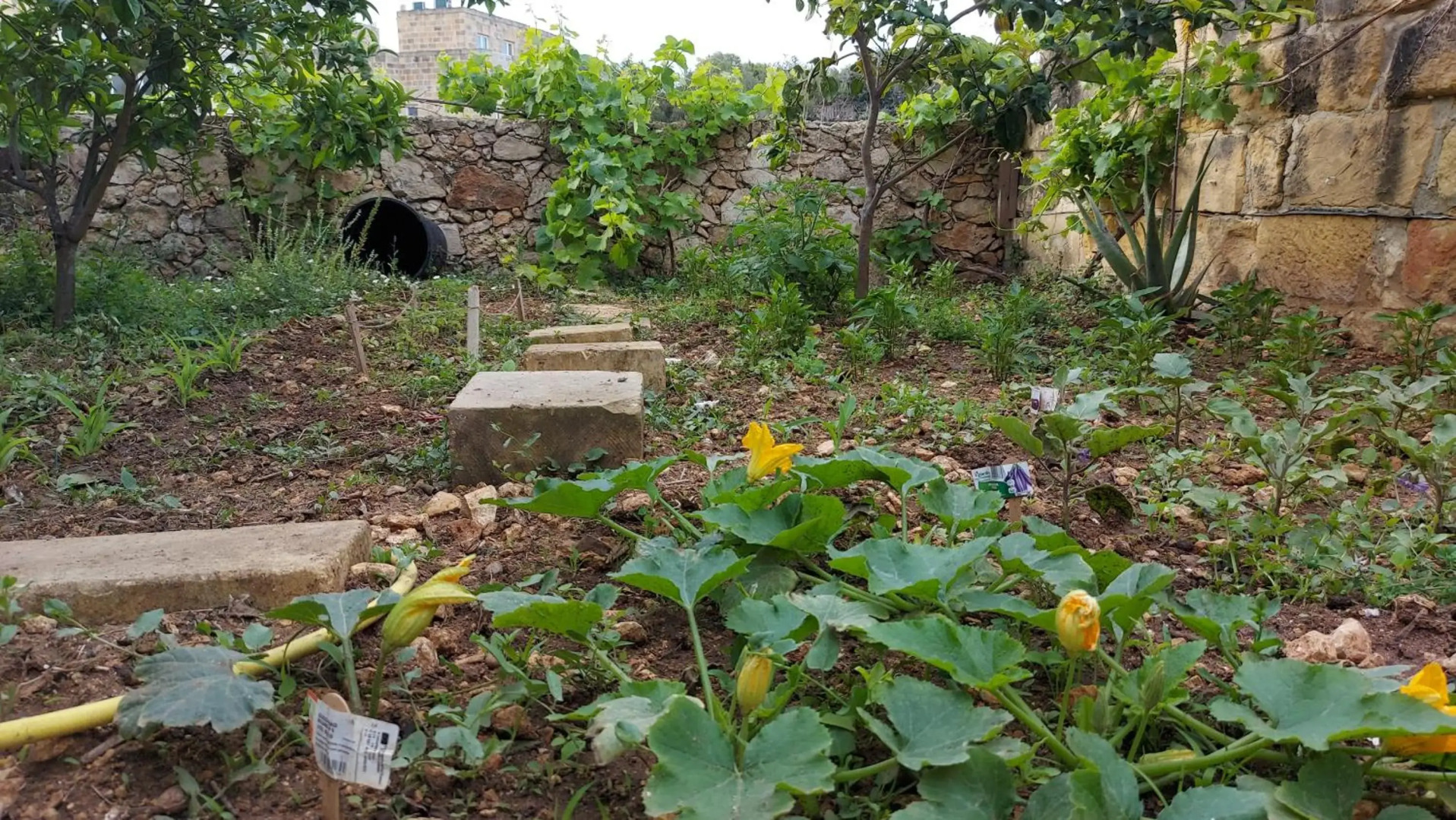 Happy and Healthy Gozo