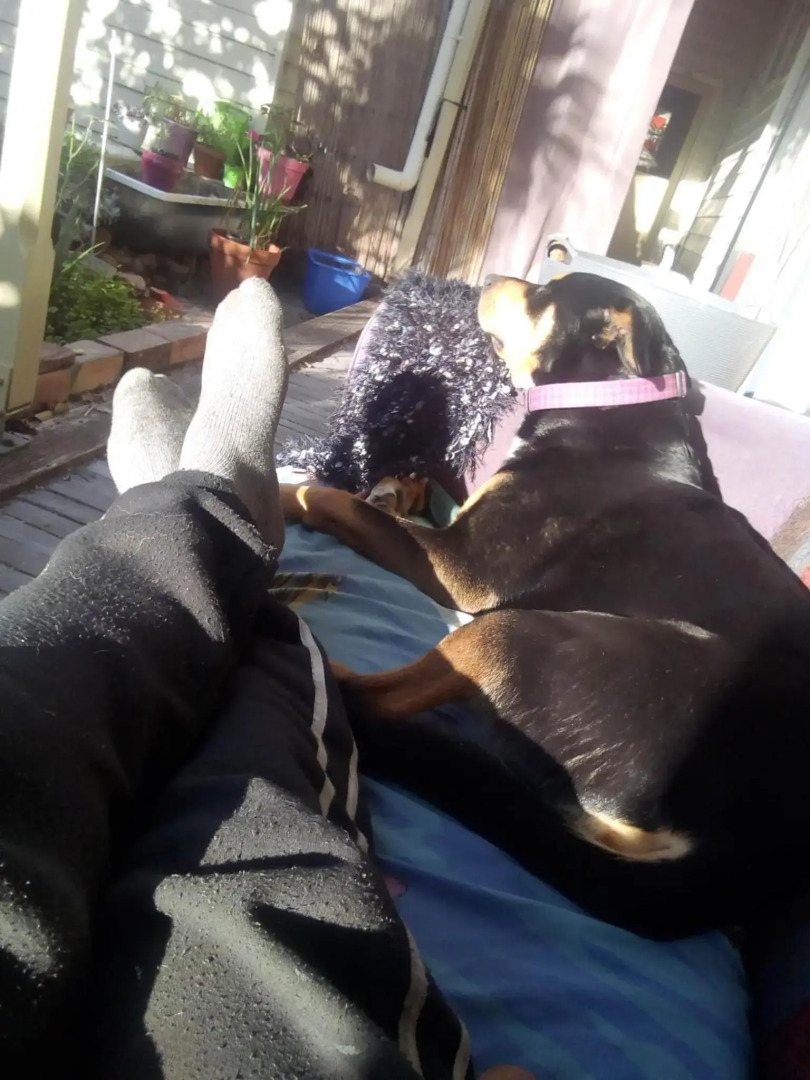 Sylvia Lodge A pet friendly Homestay for budget travellers