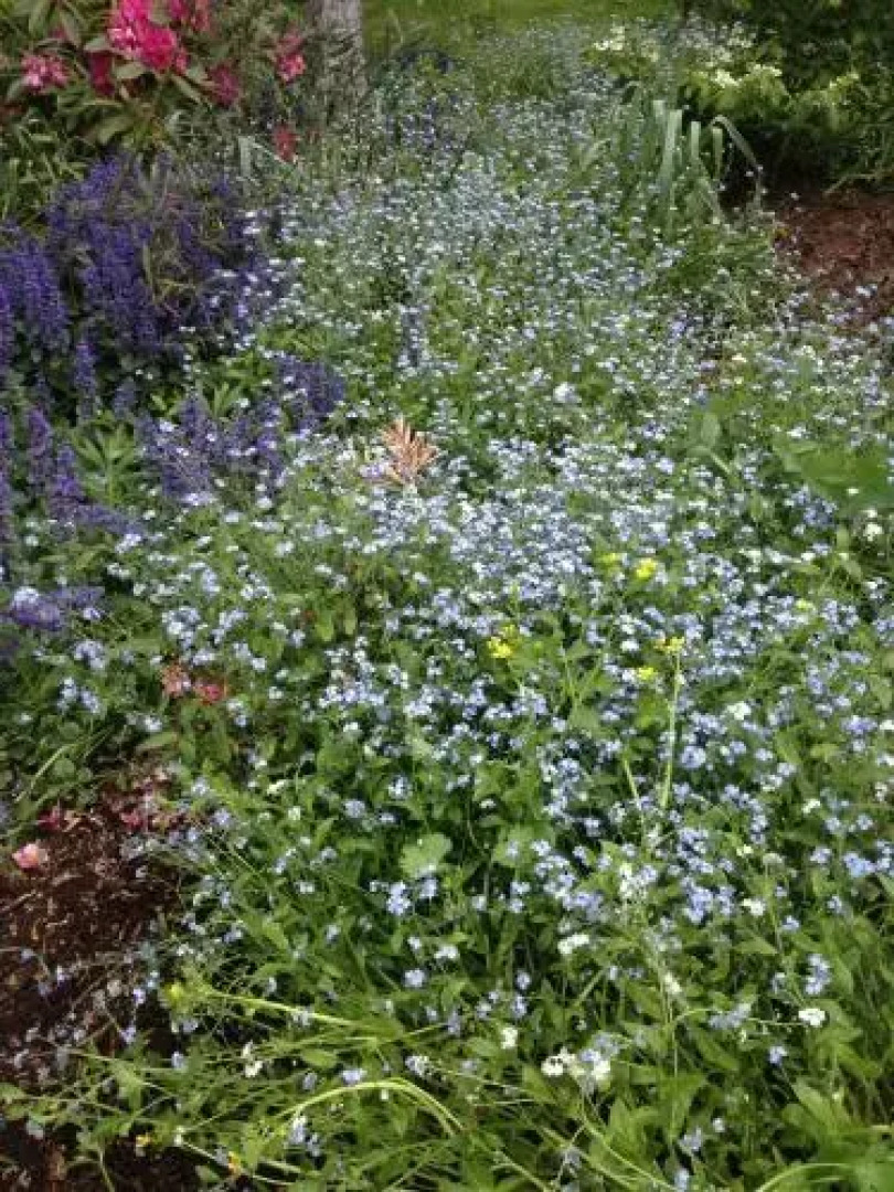 Wisteria Lodge Bed and Breakfast