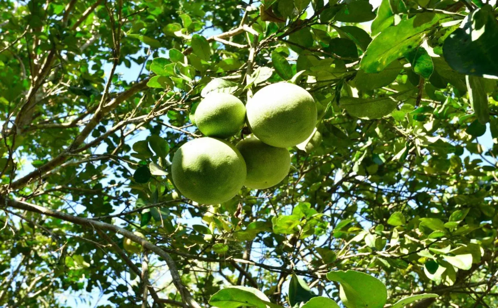 Bansaeo Garden and Resort