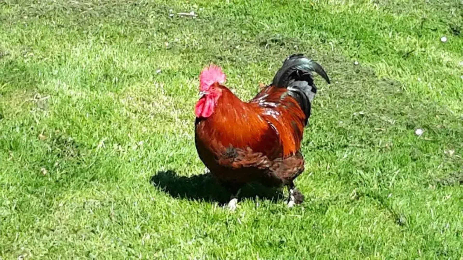 BodenSEE Apartment Neukirch Wangener Strasse