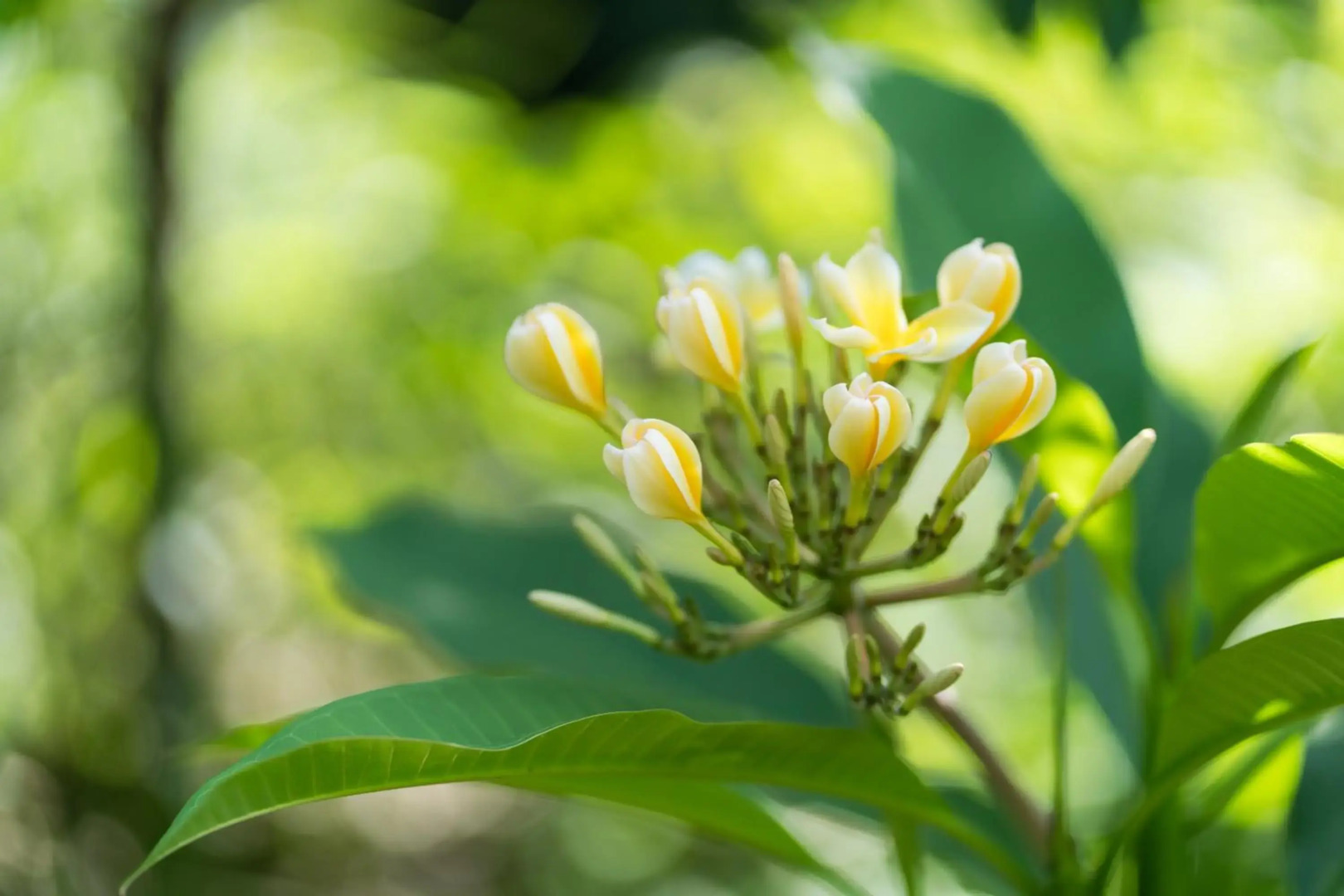 Sten Lodge eco Homestay