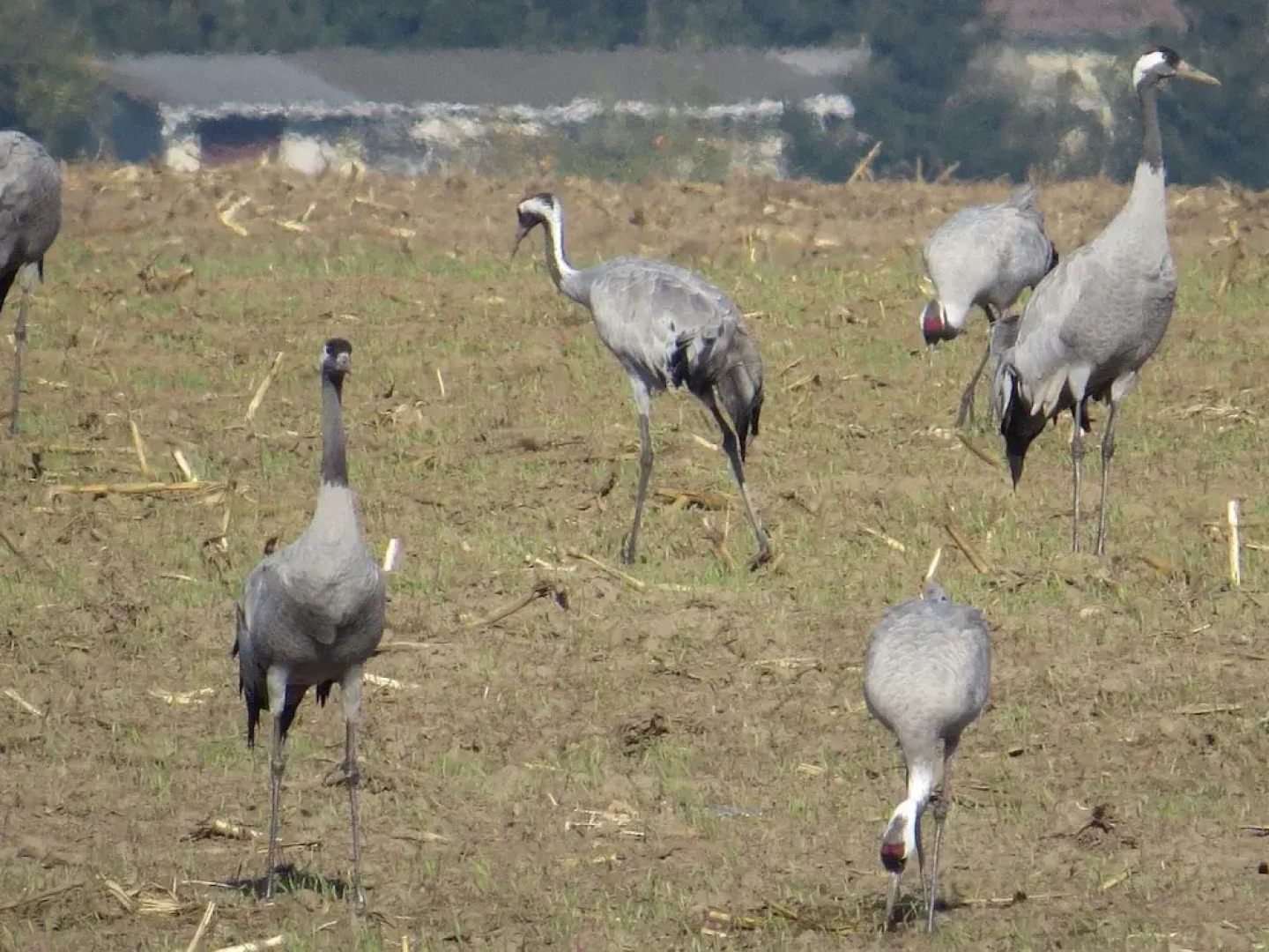 Ferienhaus Waldblick