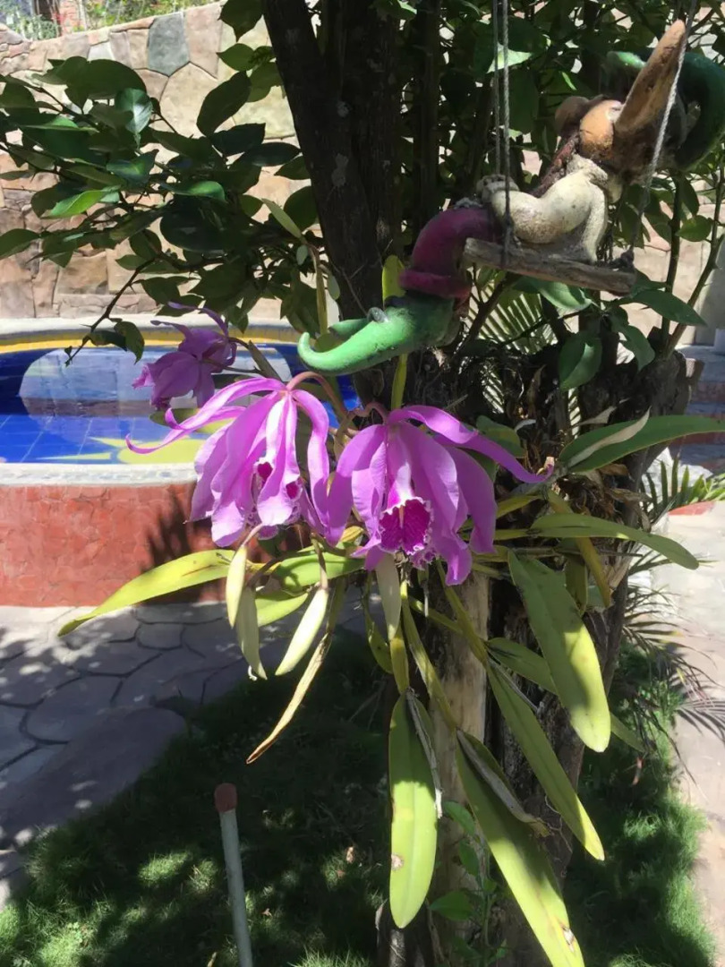 Hostal Jardín Escondido