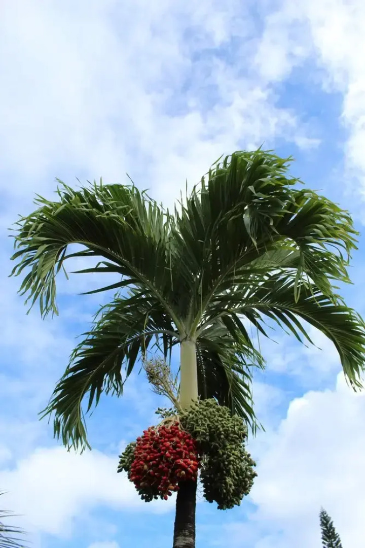 Sweet Spot Stay - Tikis and Treetops