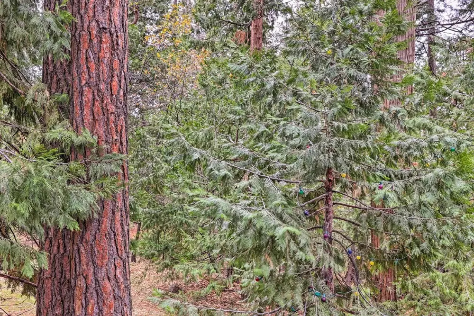 Idyllic Cabin w/ Fire Pit, 1 Mi to Mi-wuk Village!