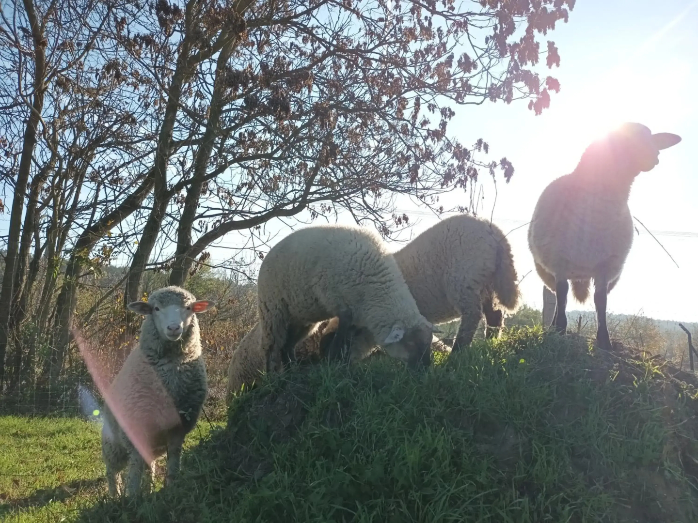 Pilikán Apartments - Park - Vineyard & Sheep farm