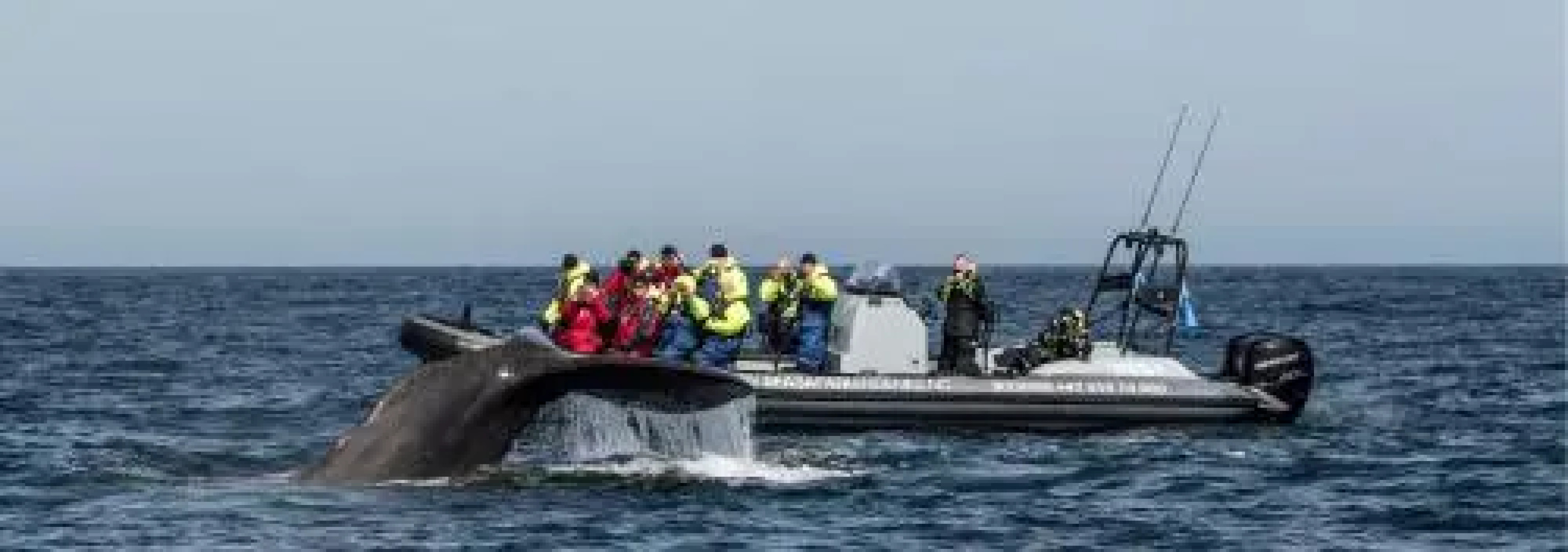 Ellingsen Apartment - Falcks Gate