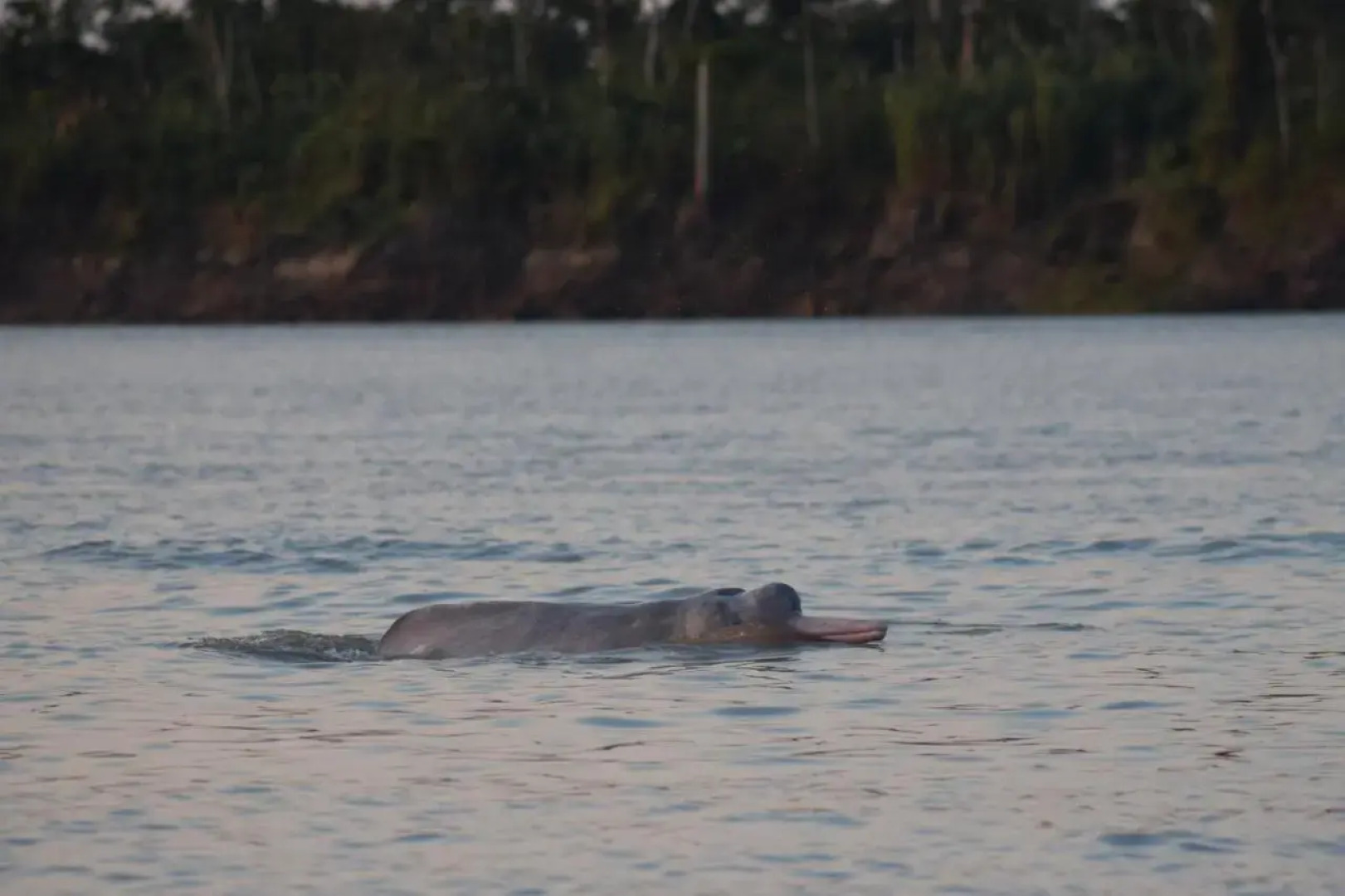 Lodge Jungle Wolf Expeditions