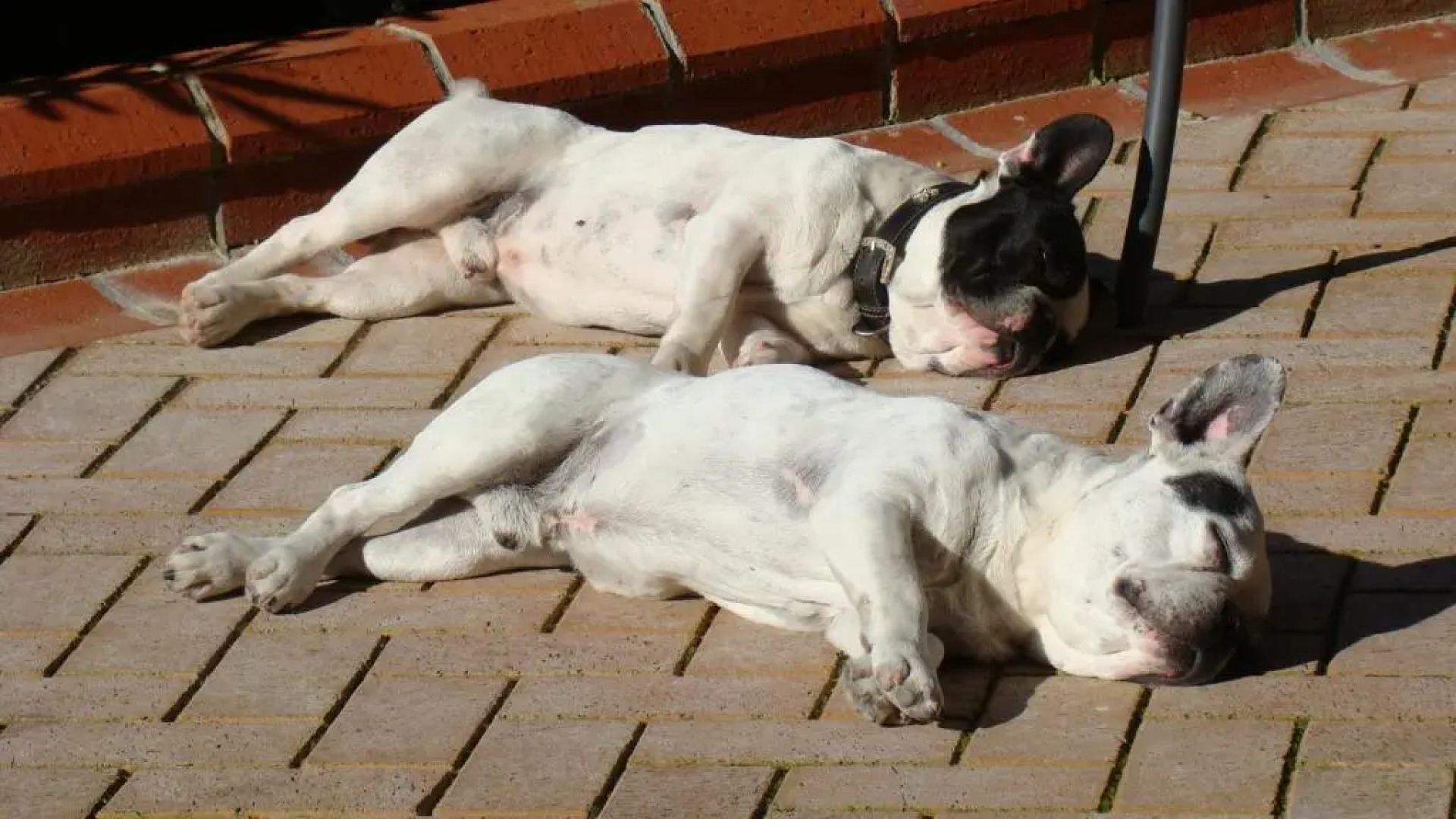 Padok Premium Hotel and Stables