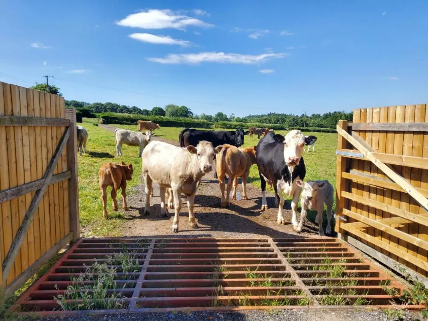 Cosy Cottage in the Blackdown Hills, Devon