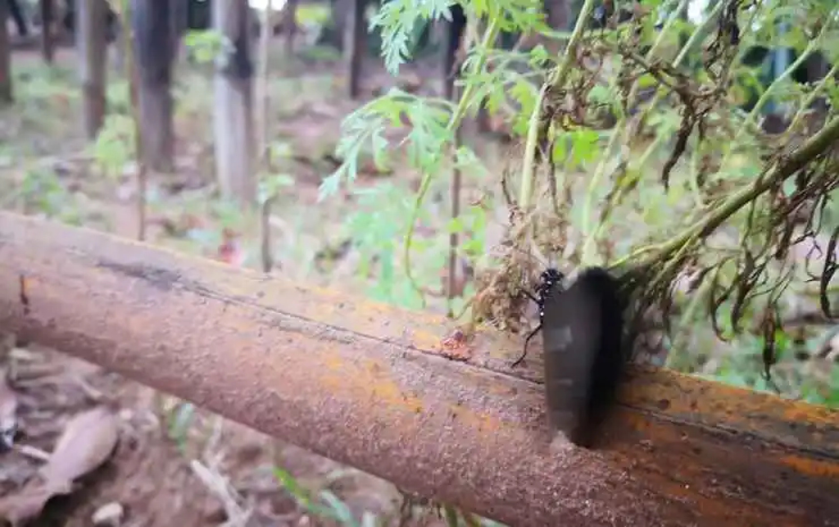 Bali Beach Resort Mindoro