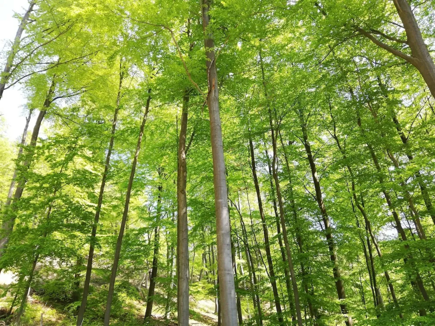 Landgasthaus zur Brücke