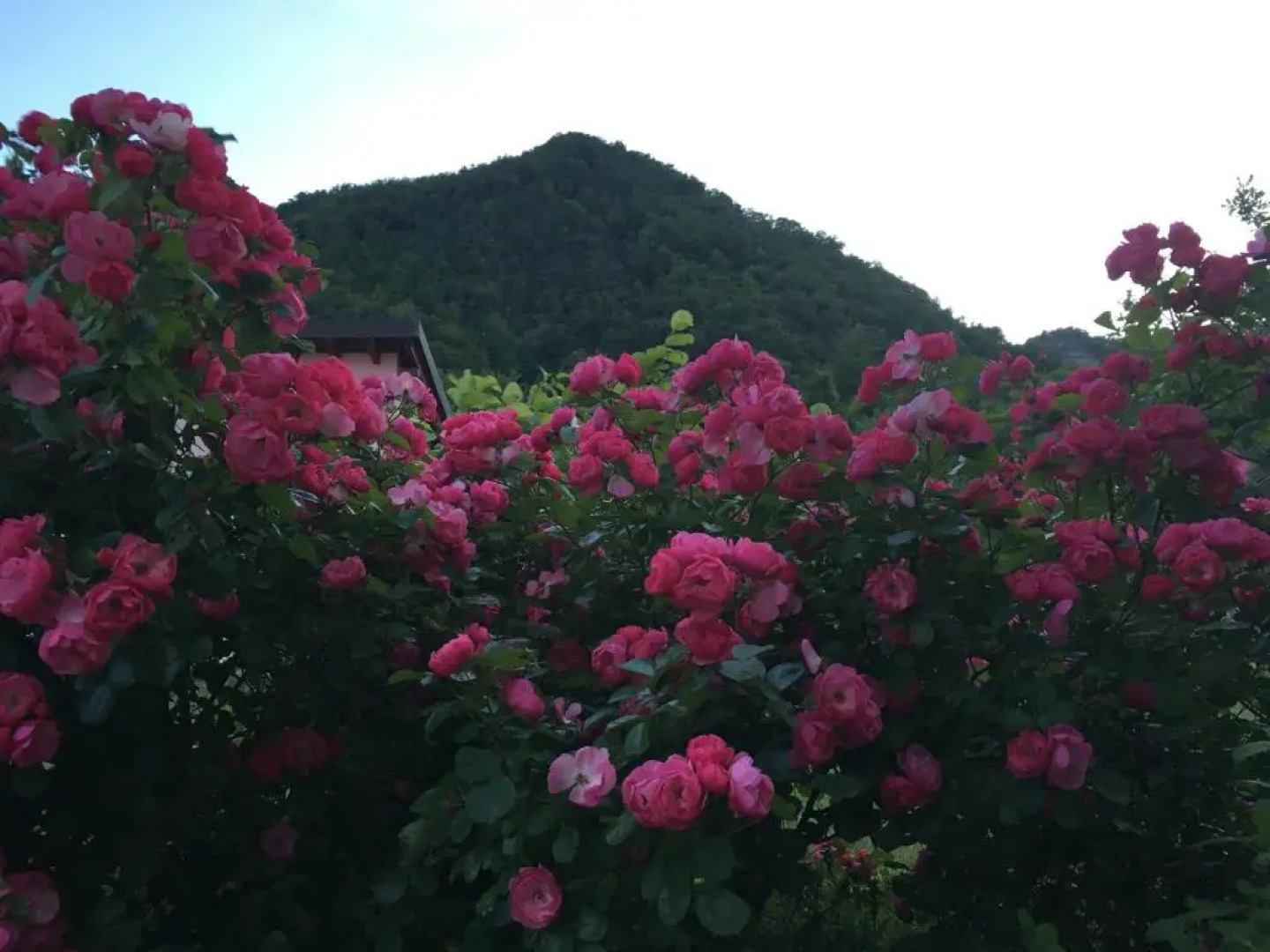 Chiesa Di Ignano 1778