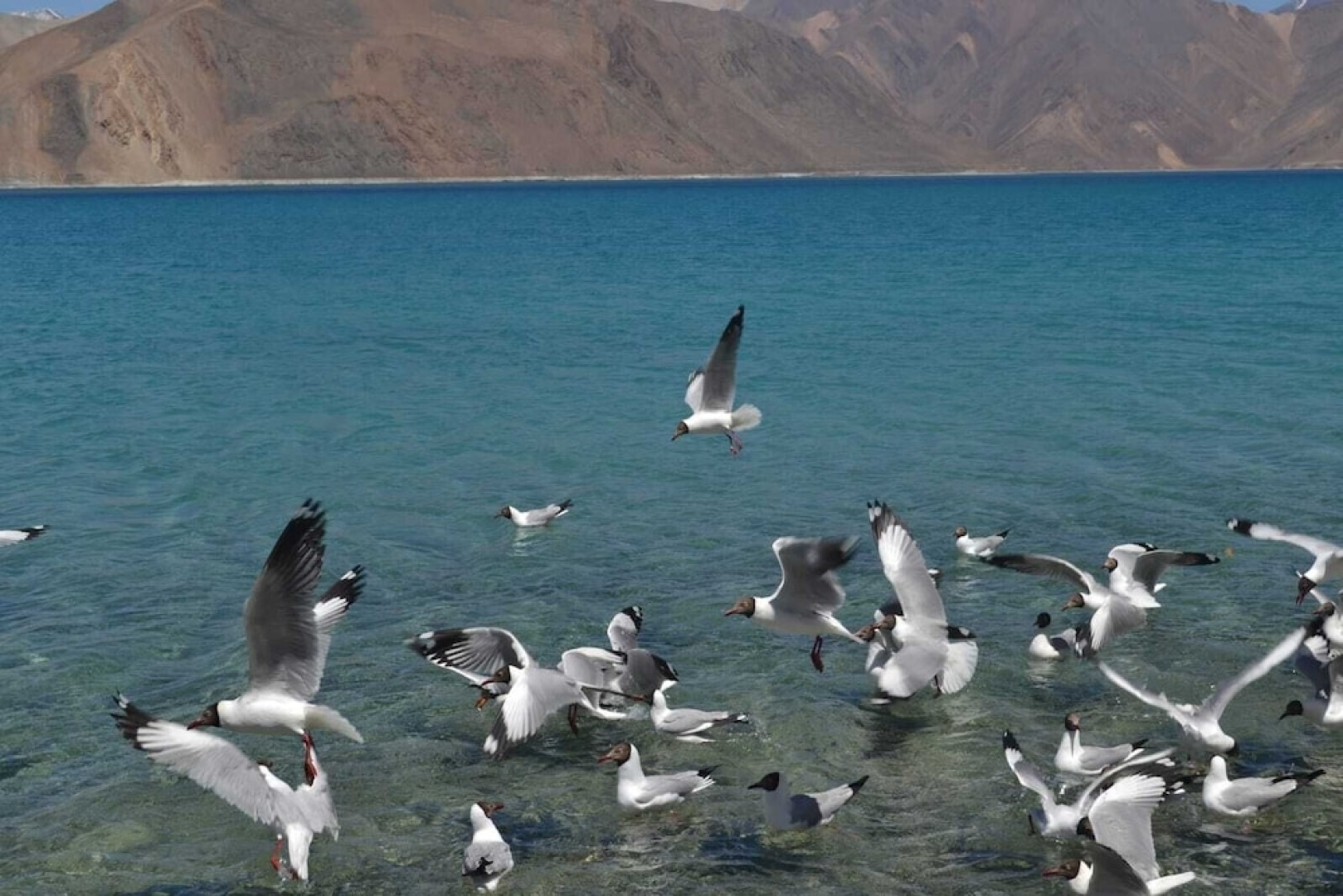 Martsemik Camp Pangong Lake