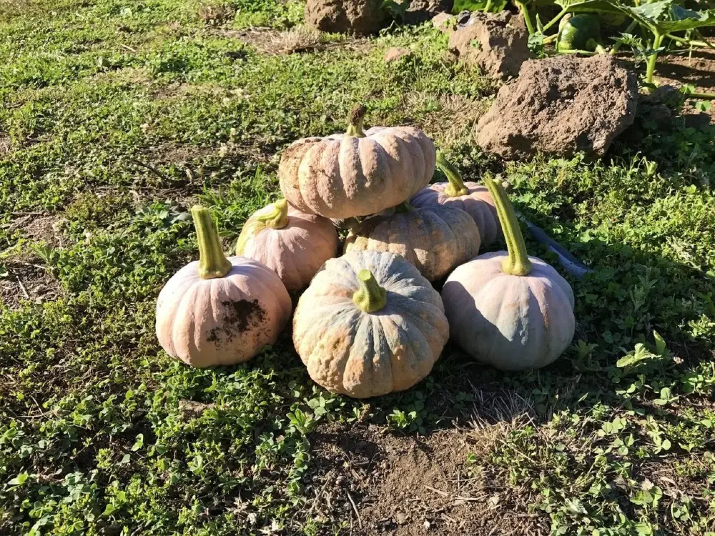 Property With 4 Bedrooms in Fenais da Luz, With Shared Pool and Wifi