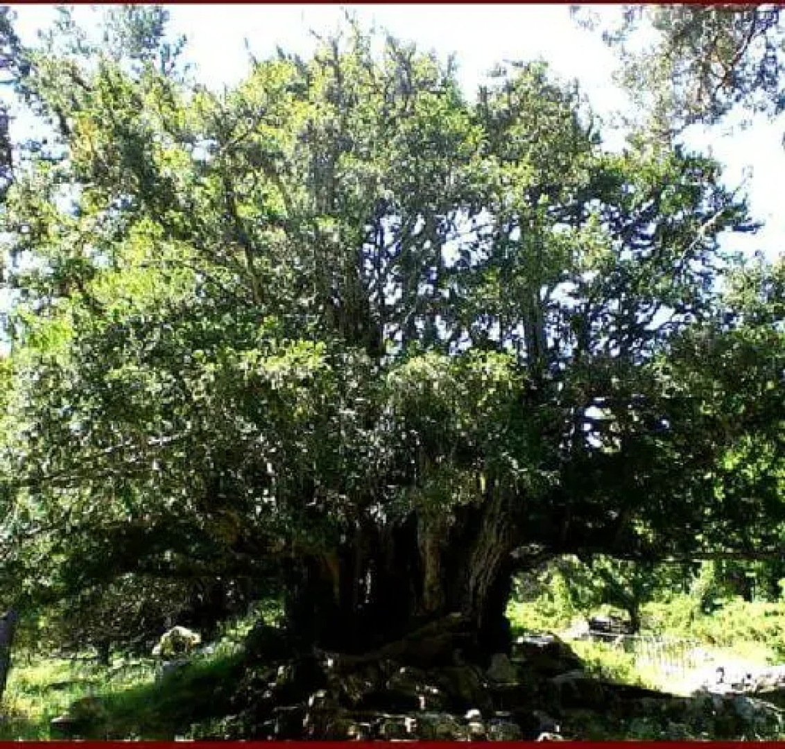 Posada el Campanario
