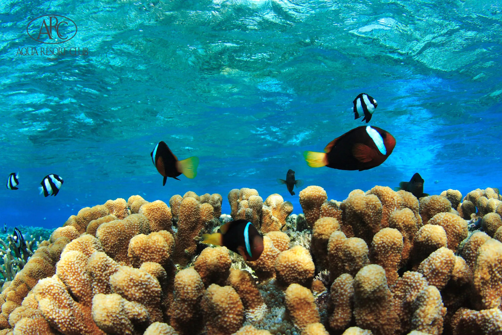 Aqua Resort Club Saipan