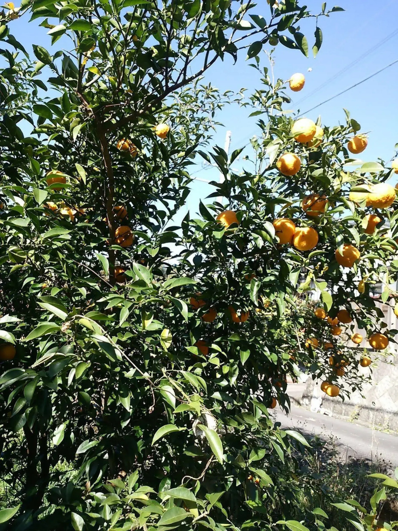 Nouka Minpaku Mirainouen