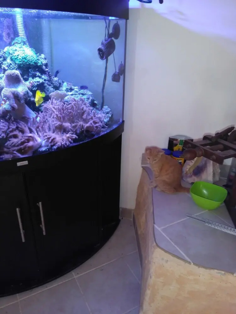 Chambre d'hôtes le chat botté