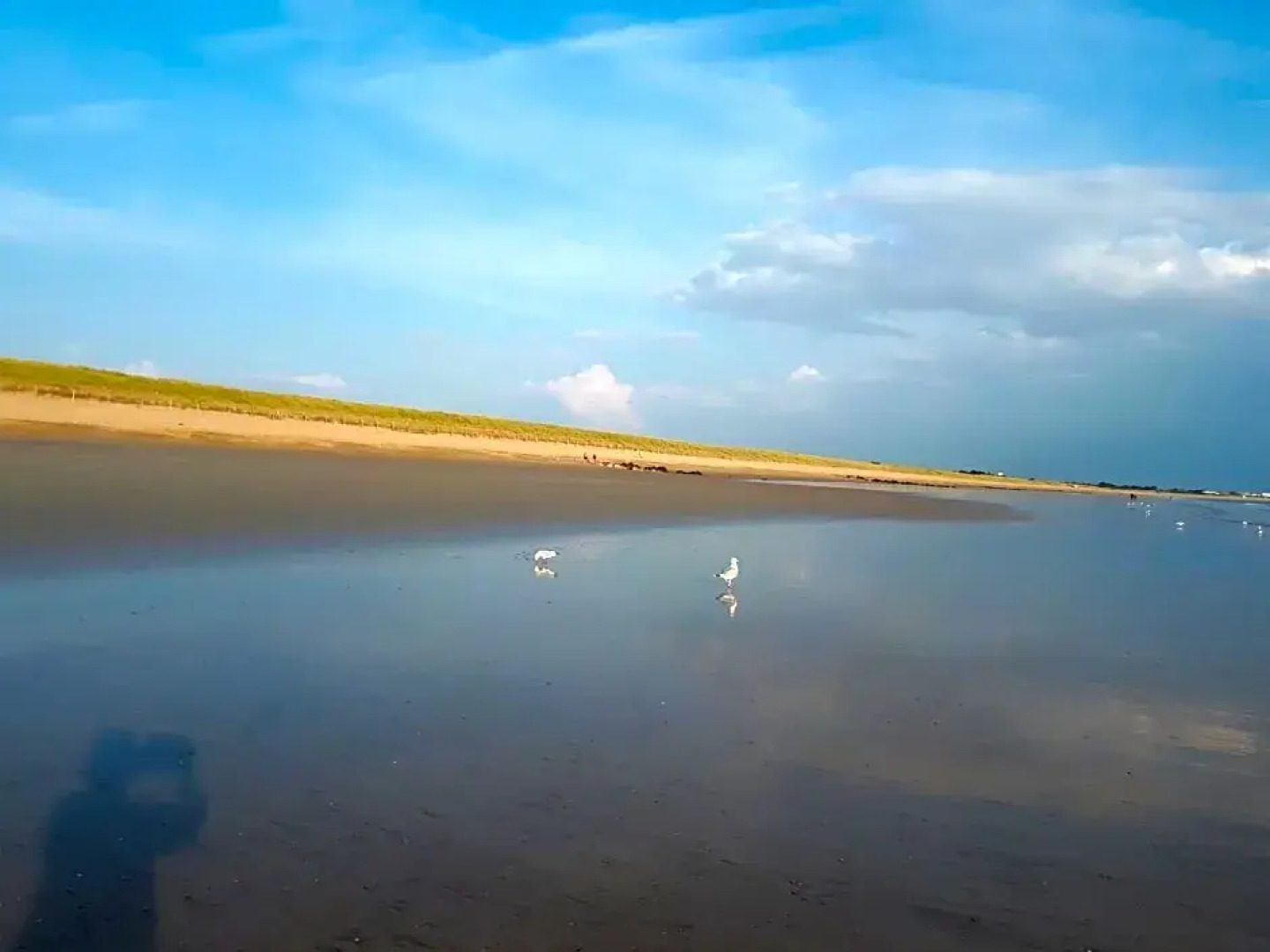 Chambre dans la pin¿