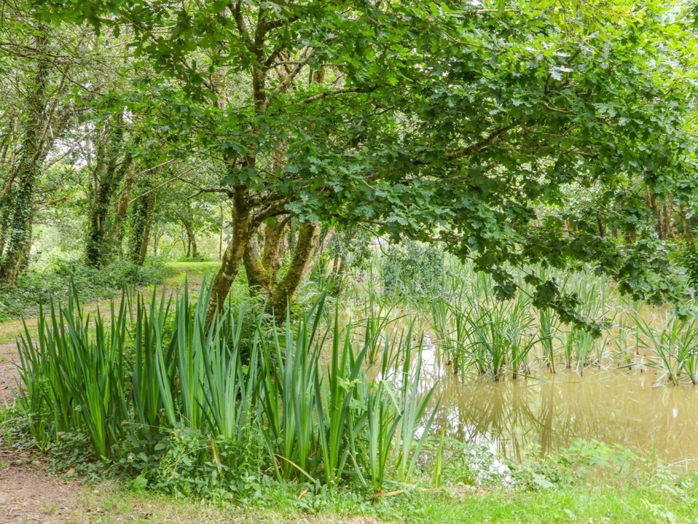 Cherry Tree Kingslakes