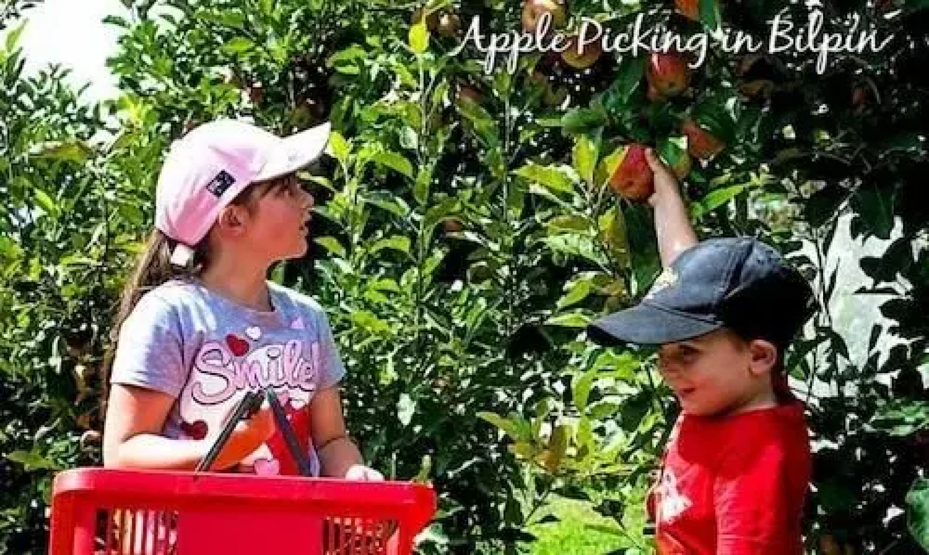 Bellview Estate, Bilpin