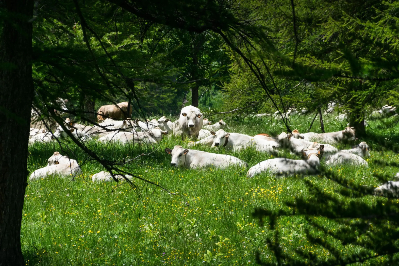 Rebecca's House (few steps from skiing)