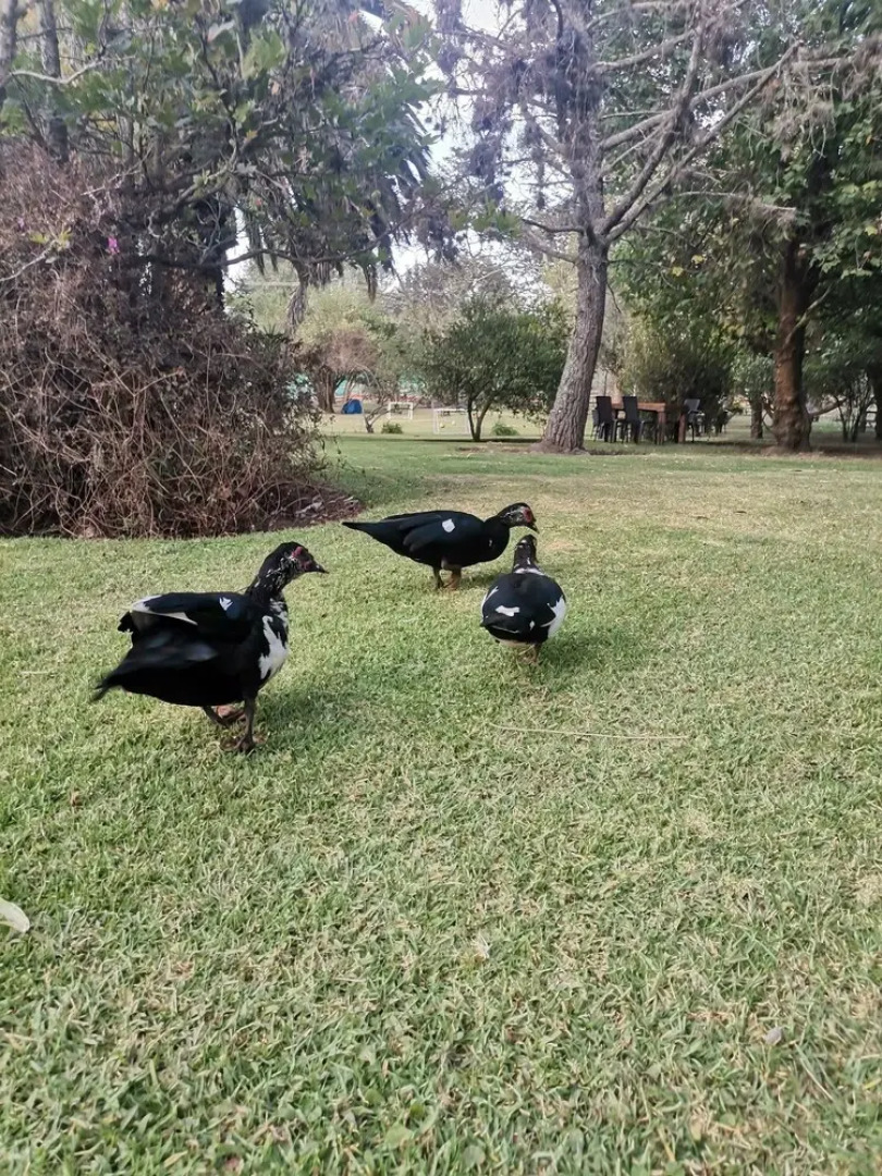 La Granja de Papá Alberto