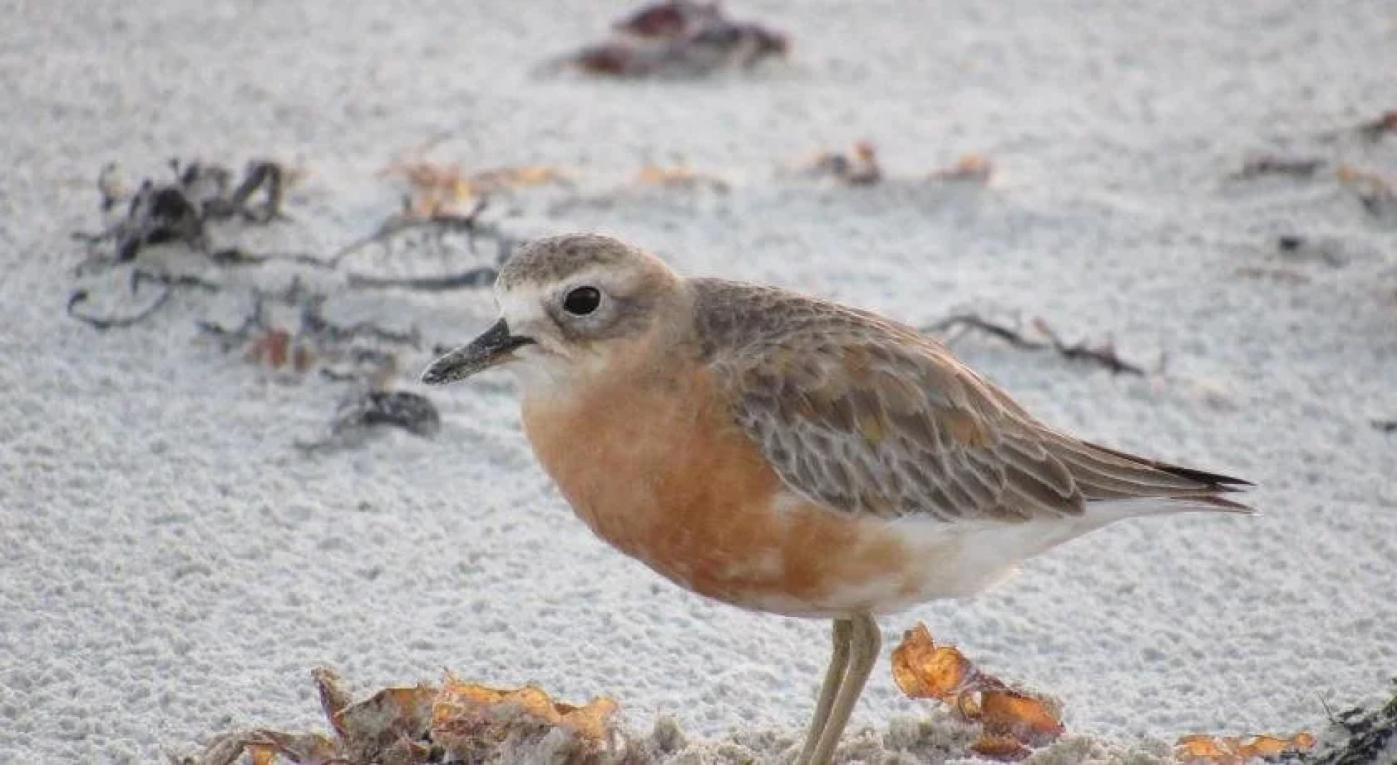 Pukenui Lodge Motel & Hostel/Backpackers