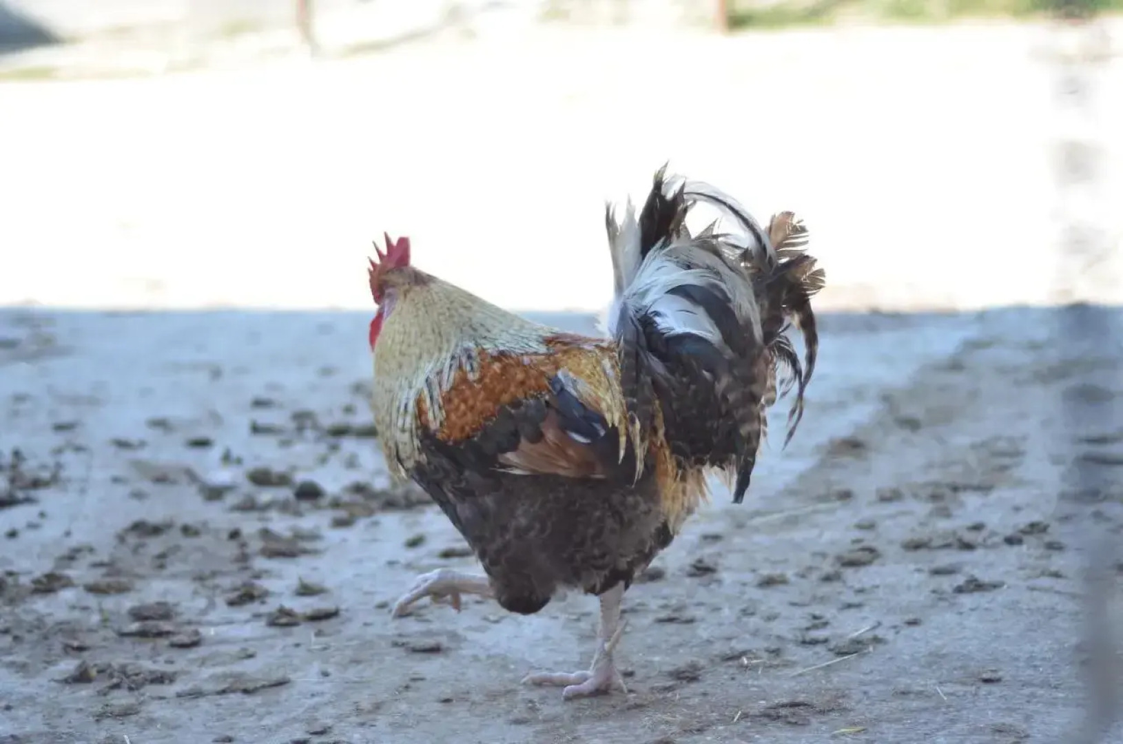 Ferienhaus Ampflwang