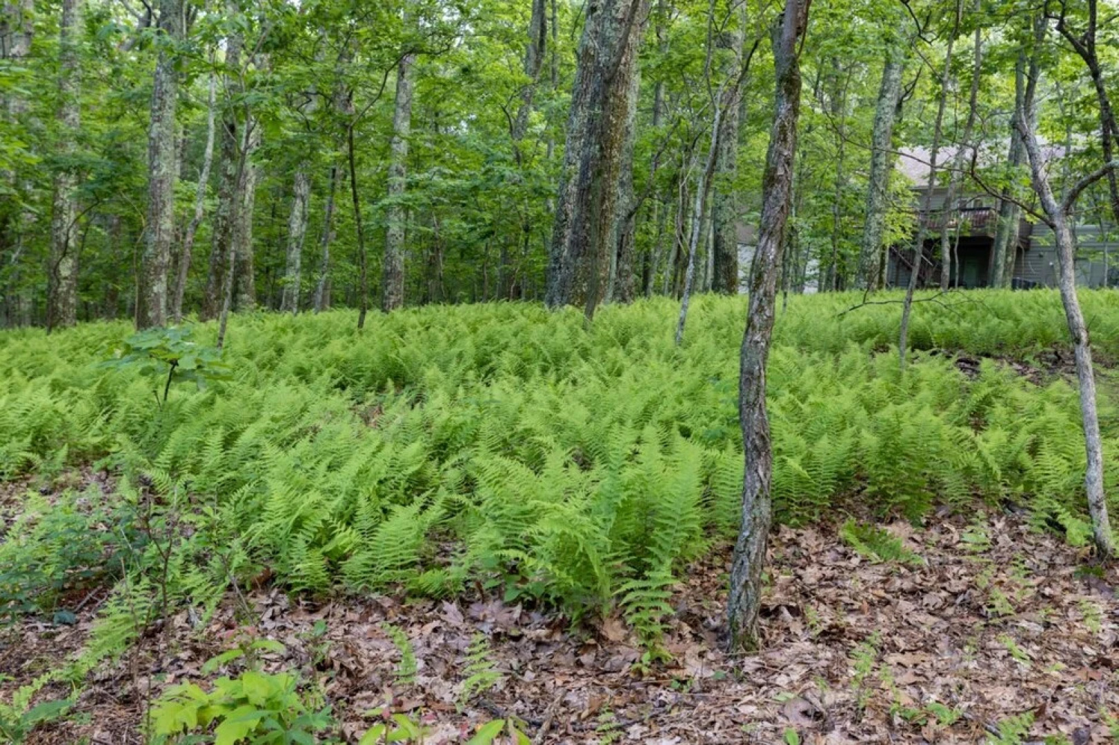 Ski-in out Mountain Home-jacuzzi Sauna Wintergreen
