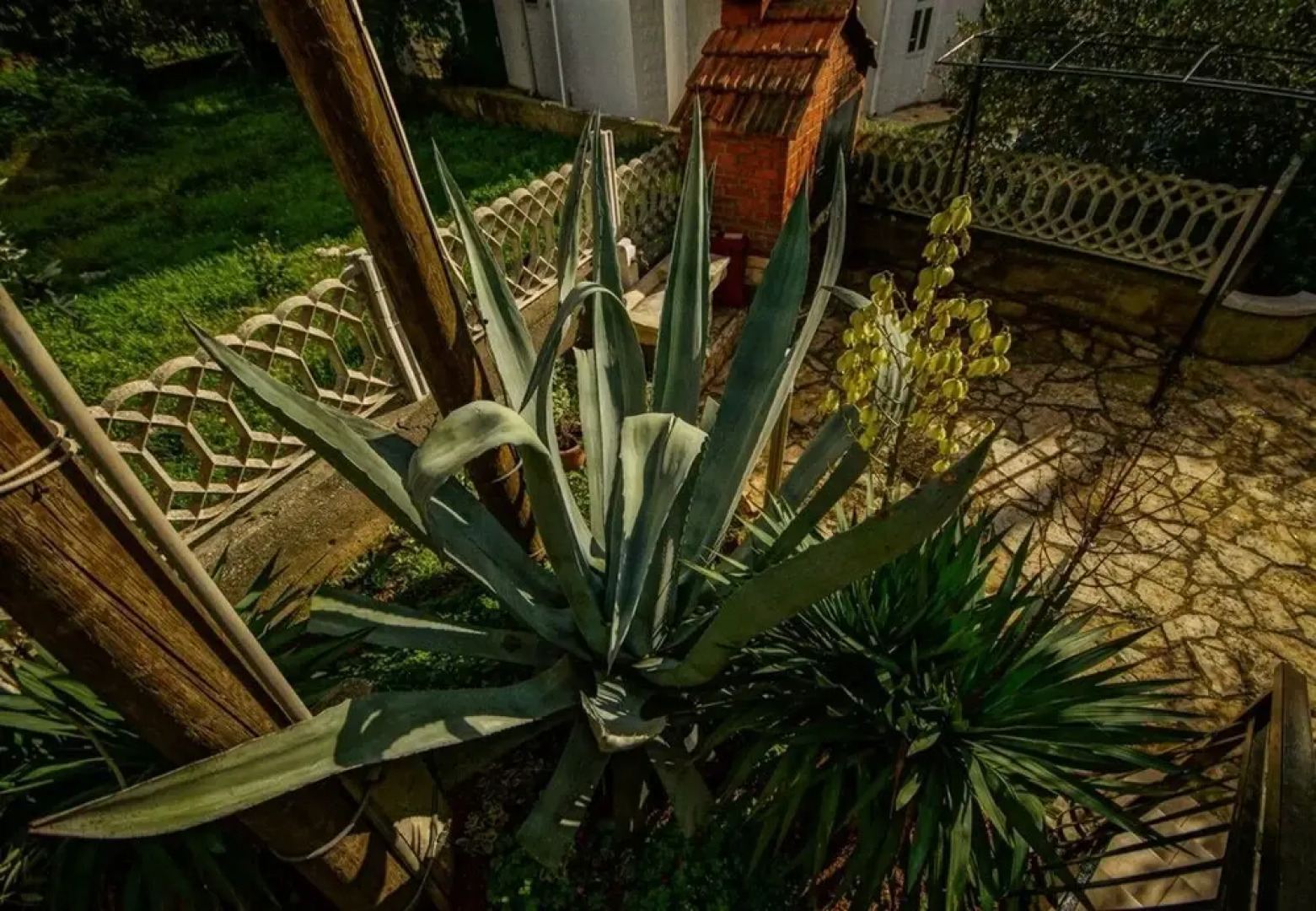 Daju - 3 Colours - A3 Narančasti