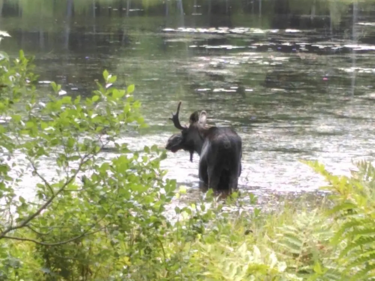 Tentrr - Pondwood Pines in Wonalancet