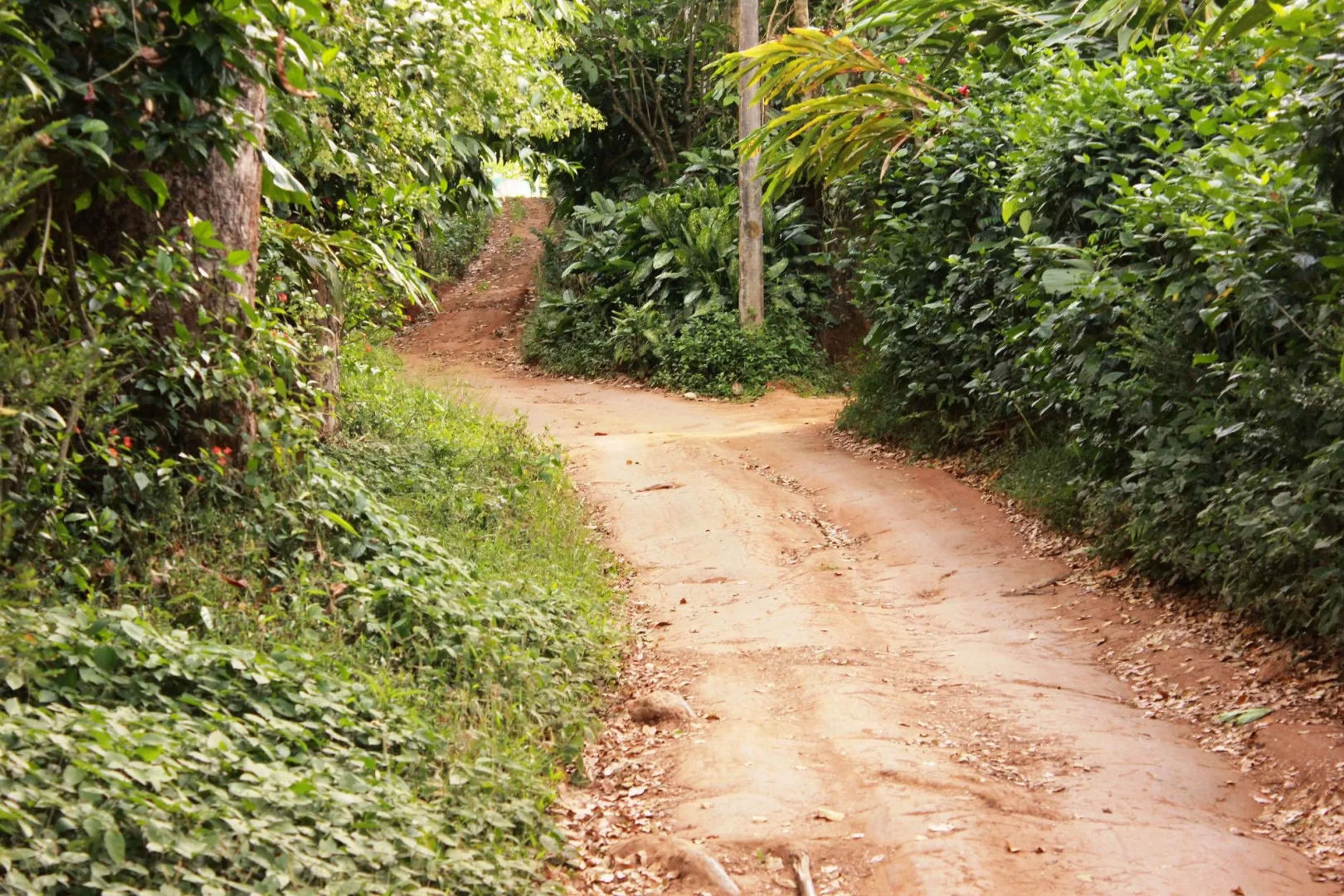 Season7 The Nature Resort - Munnar