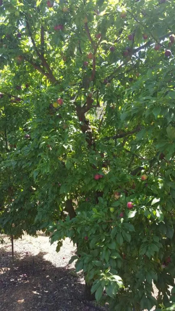 Finca Sa Cova de Mallorca