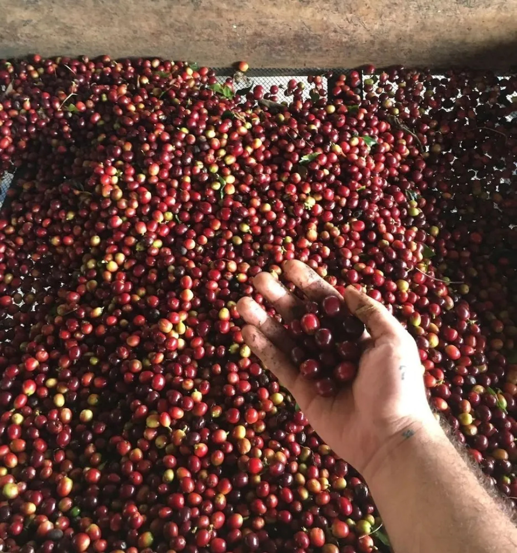 Finca Temática Cafetera Las Mercedes