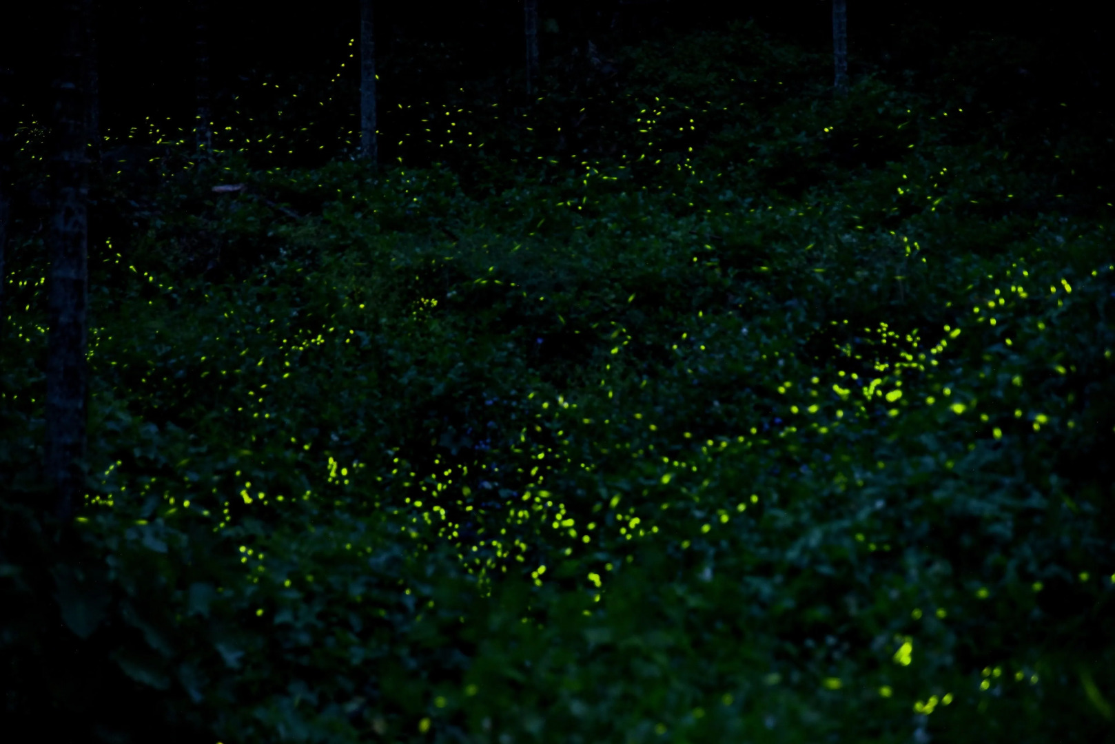 The Richforest Hotel- Sun Moon Lake