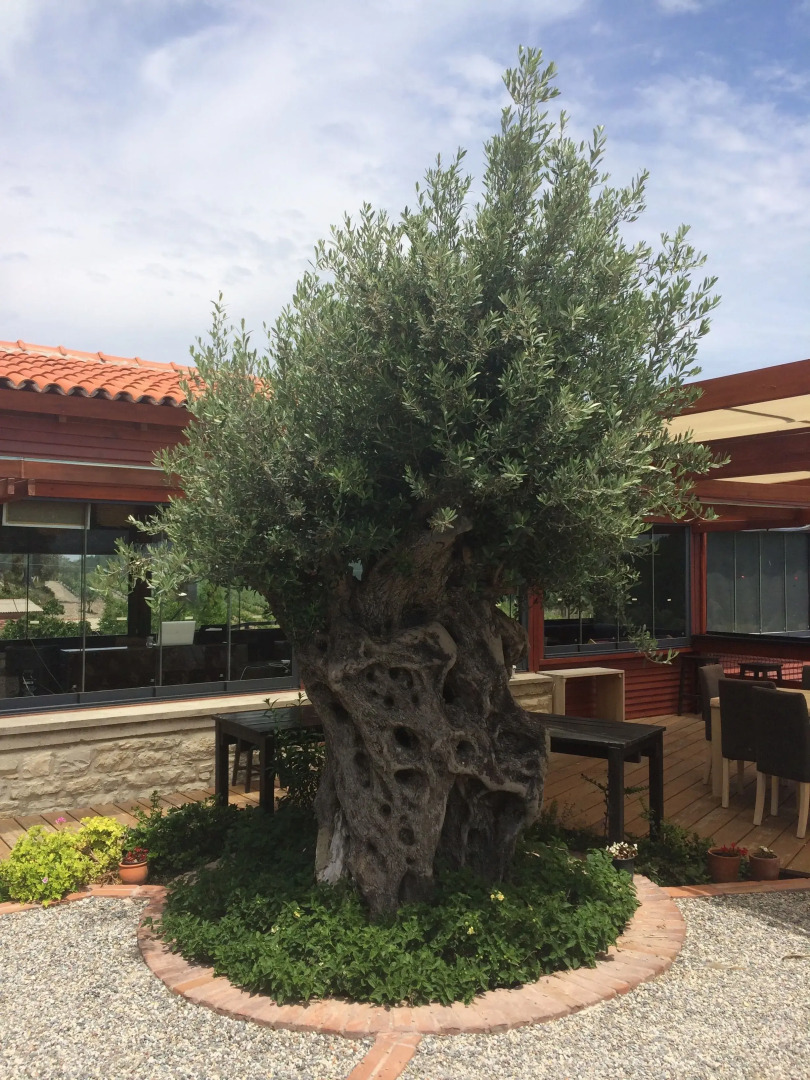 Urla Bagevi Boutique Hotel - Special Class