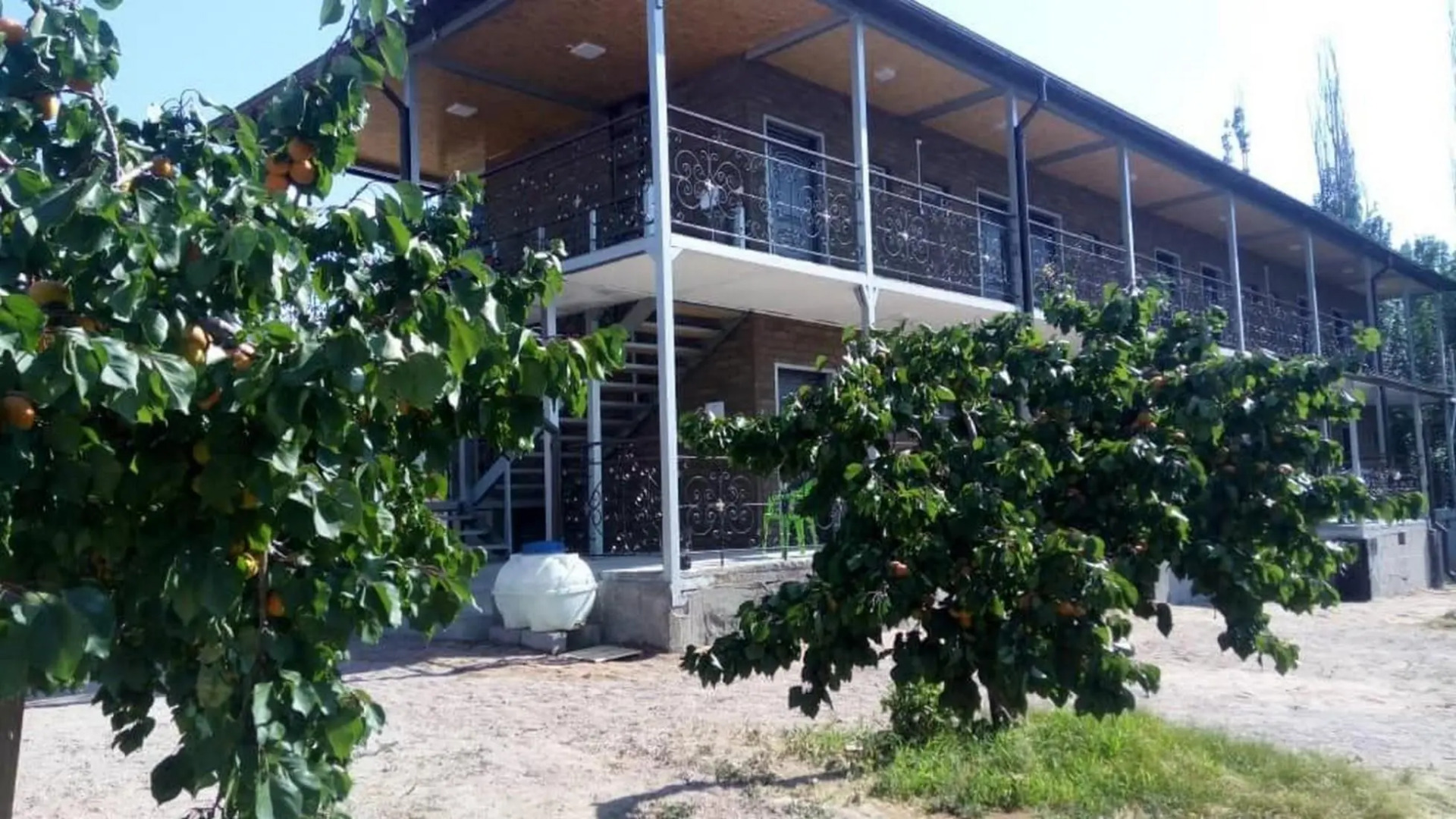 Два абрикоса