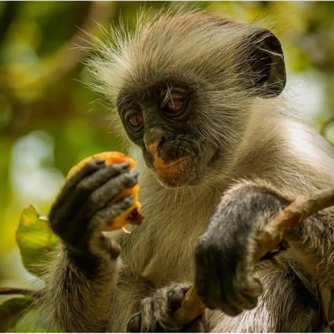 Jambiani White Sands Beach Bungalows