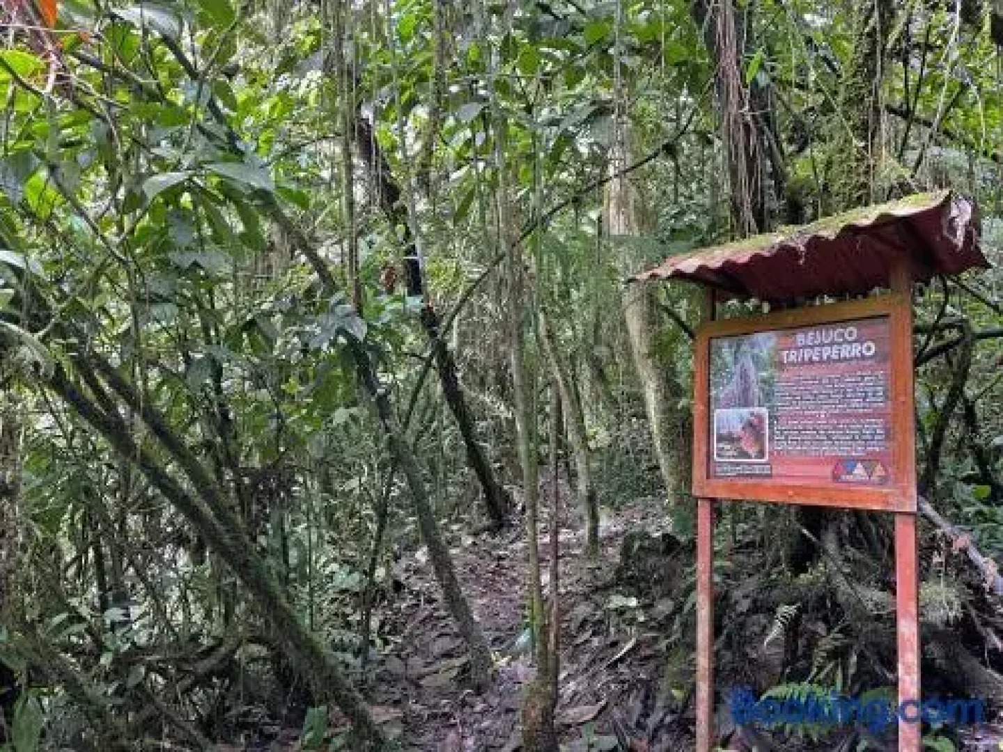 Cabanas JC