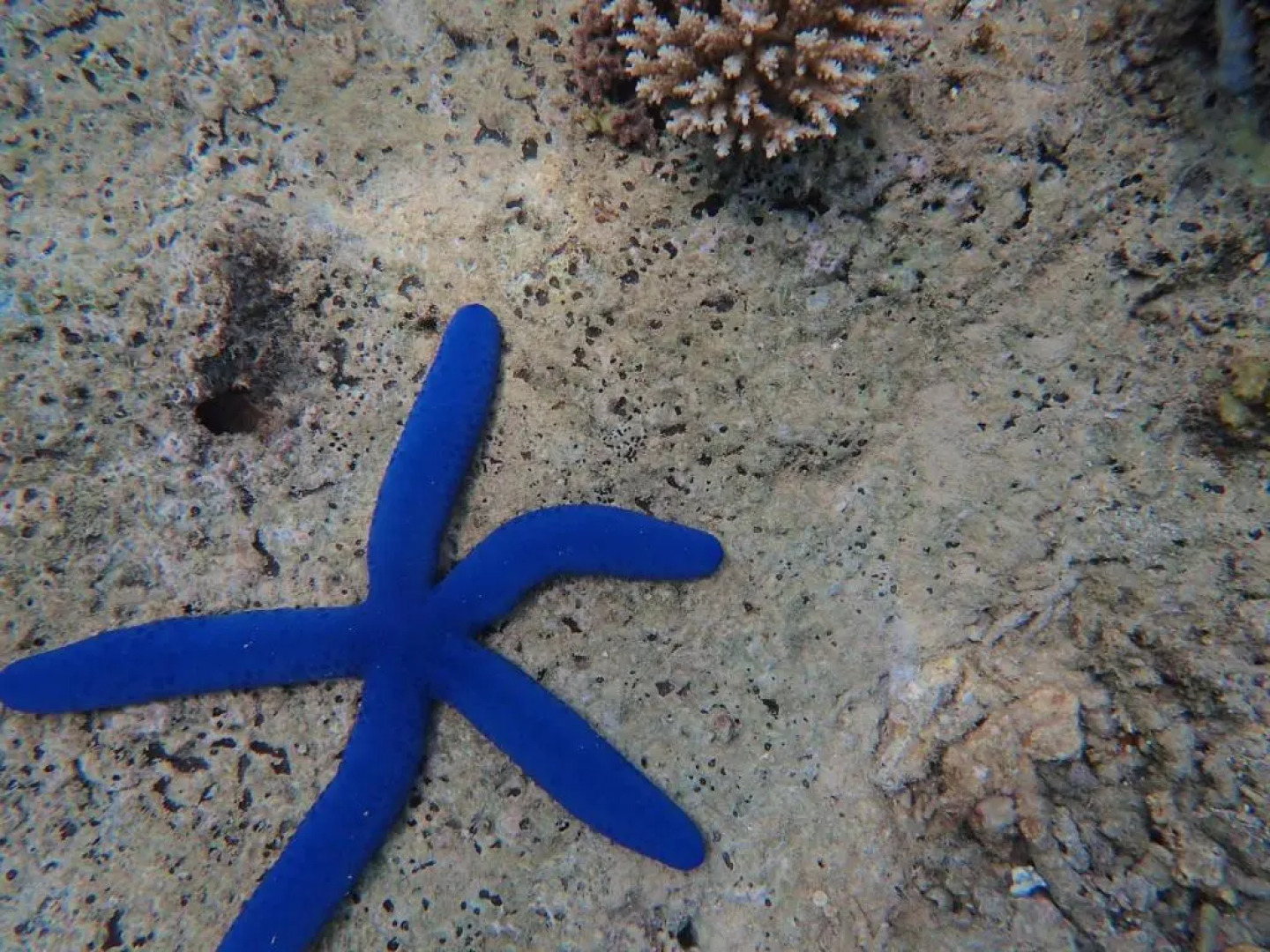 Gingerbread Cottage and Studio Fiji