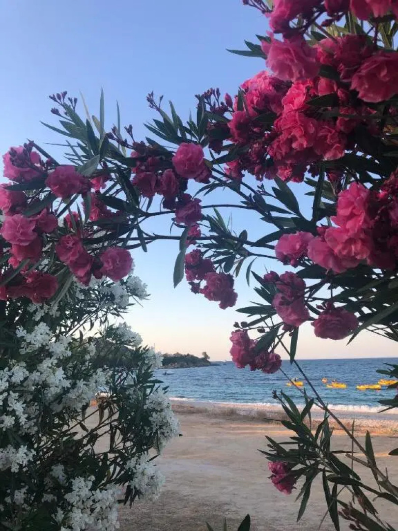 Appartement JOLY- Vue mer- Favone