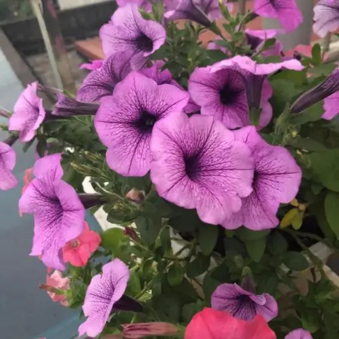 Rosa Villa Hotel & Apartment