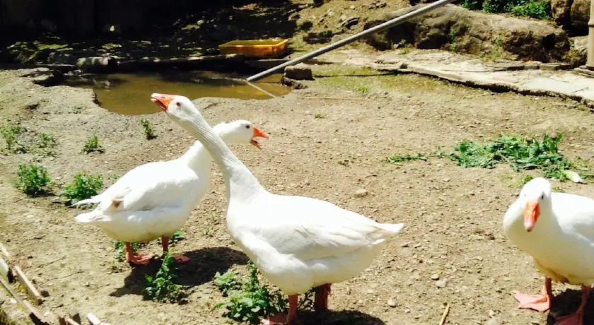 Duplex a pochi passi da Firenze