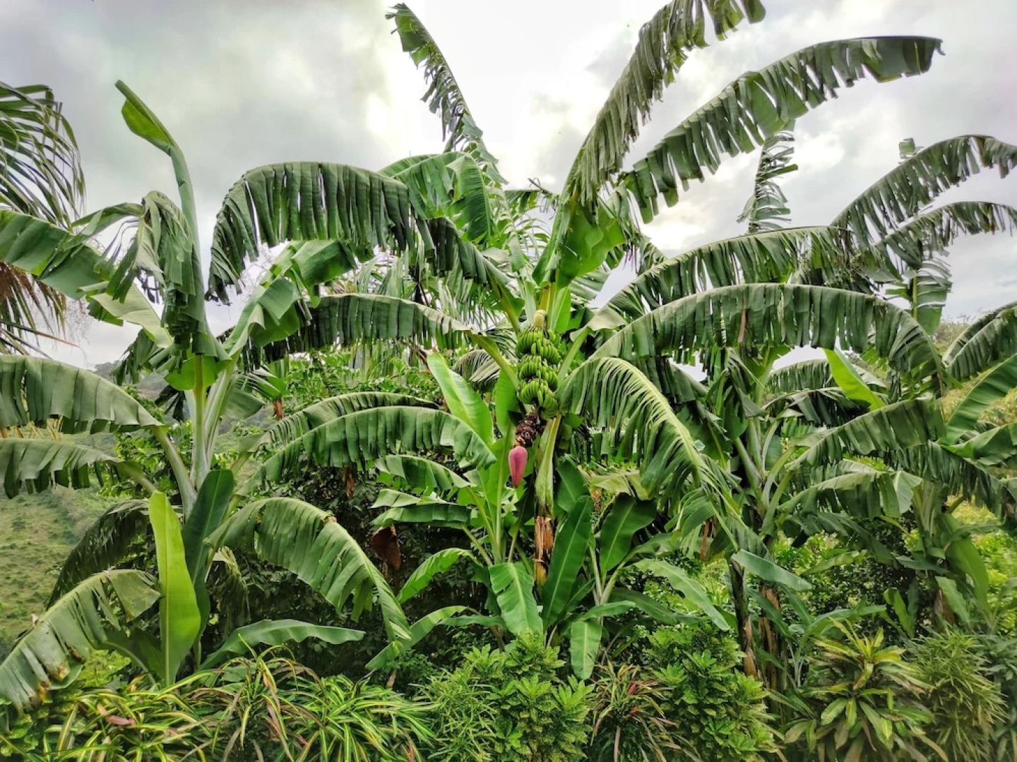 Finca Cuipo